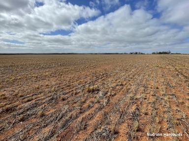 Farm For Sale - WA - Gutha - 6623 - Grandview', Gutha.  1318ha (810ha arable)  (Image 2)