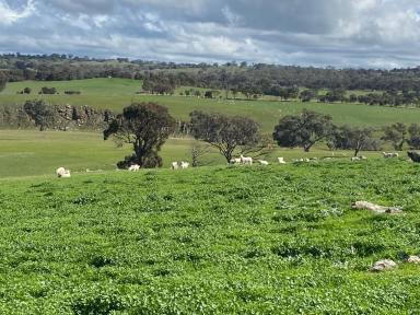 Farm For Sale - SA - Keyneton - 5353 - Large productive lifestyle property (38.5 Ha). Exceptional views, absolute peace and tranquility.  (Image 2)