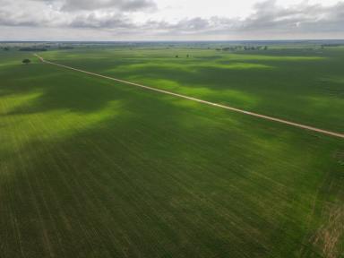 Farm For Sale - NSW - Tottenham - 2873 - Broadacre Cropping & Grazing with Improvements to Match  (Image 2)