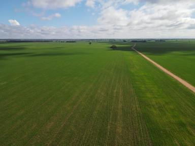 Farm For Sale - NSW - Tottenham - 2873 - Broadacre Cropping & Grazing with Improvements to Match  (Image 2)