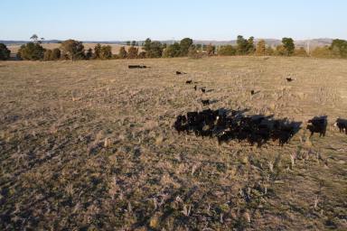 Farm For Sale - NSW - Boorowa - 2586 - Position, Potential and Water!  (Image 2)