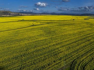 Farm Expressions of Interest - NSW - Goolhi - 2379 - Premium Liverpool Plains Cropping and Grazing Enterprise  (Image 2)