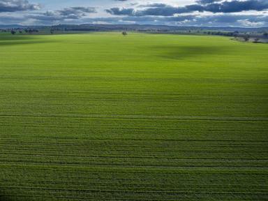 Farm Expressions of Interest - NSW - Goolhi - 2379 - Premium Liverpool Plains Cropping and Grazing Enterprise  (Image 2)