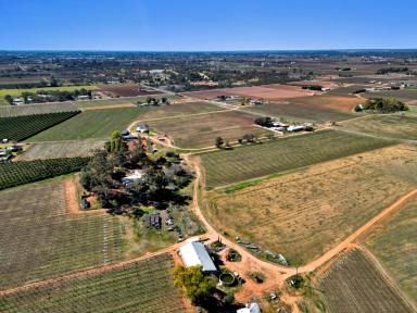 Farm Auction - VIC - Red Cliffs - 3496 - 20 Acres Vineyard (approx.)  (Image 2)