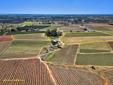 Farm For Sale - VIC - Red Cliffs - 3496 - 2 Vineyards side by side  (Image 2)