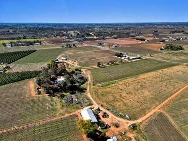 Farm For Sale - VIC - Red Cliffs - 3496 - 2 Vineyards side by side  (Image 2)