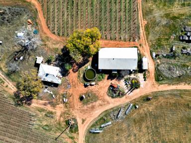 Farm Auction - VIC - Red Cliffs - 3496 - Fresh fruit vineyard with cool room  (Image 2)