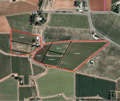 Farm Auction - VIC - Red Cliffs - 3496 - Fresh fruit vineyard with cool room  (Image 2)