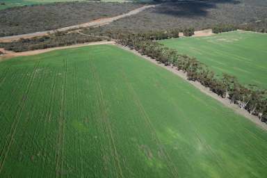 Farm For Sale - WA - South Stirling - 6324 - Great Southern, High Rainfall, Broadacre, Mixed Farming Opportunity  (Image 2)