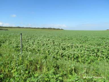 Farm For Sale - WA - Dongara - 6525 - "Gadara Farm"  (Image 2)