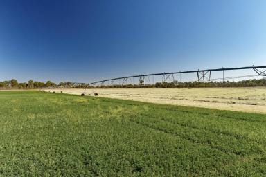 Farm For Sale - QLD - Orange Creek - 4715 - Biloela Irrigation & Grazing  (Image 2)