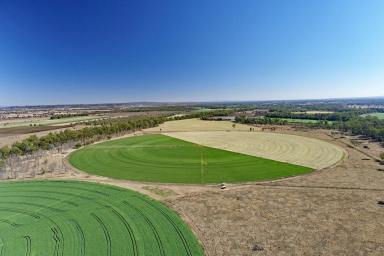 Farm For Sale - QLD - Orange Creek - 4715 - Biloela Irrigation & Grazing  (Image 2)