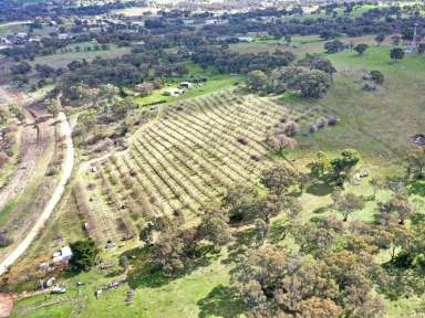 Farm For Sale - NSW - Young - 2594 - 3.6 Ha On The Edge of Young  (Image 2)