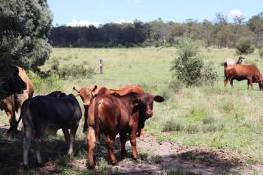 Farm For Sale - QLD - Mundubbera - 4626 - Run 300 Breeders Within 30 Mins Mundubbera  (Image 2)