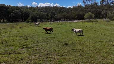 Farm For Sale - QLD - Mundubbera - 4626 - Run 300 Breeders Within 30 Mins Mundubbera  (Image 2)