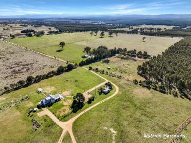 Farm For Sale - VIC - Munro - 3862 - Impressive 542 Acre Land Holding with Home in Munro  (Image 2)