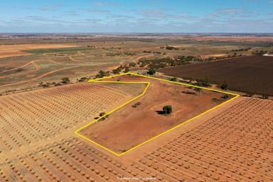 Farm For Sale - VIC - Red Cliffs - 3496 - NO NEIGHBOURS - NO WORRIES  (Image 2)