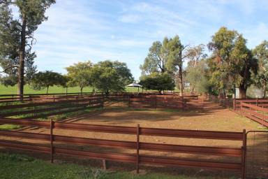 Farm For Sale - NSW - Parkes - 2870 - "Rock Vale" Being offered for the first time in 140 years!  (Image 2)