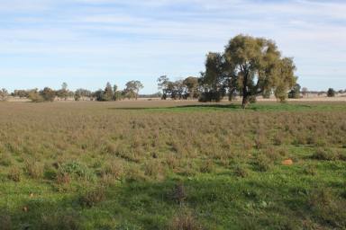 Farm For Sale - NSW - Parkes - 2870 - "Rock Vale" Being offered for the first time in 140 years!  (Image 2)