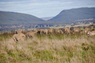 Farm For Sale - NSW - Wirrimah - 2803 - Presenting “Hilton Park”. A mixed farming asset  (Image 2)