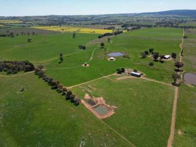 Farm For Sale - NSW - Wirrimah - 2803 - Presenting “Hilton Park”. A mixed farming asset  (Image 2)