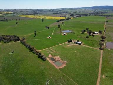 Farm For Sale - NSW - Wirrimah - 2803 - Presenting “Hilton Park”. A mixed farming asset  (Image 2)