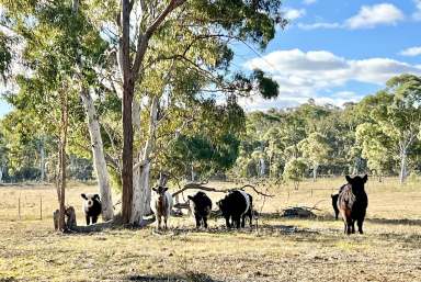 Farm For Sale - NSW - Windellama - 2580 - 200 Acres with Dwelling Entitlement To Build, Lifestyle Property with Grazing, Mostly level, Road Front, Power & Dams. Just Beautiful.  (Image 2)