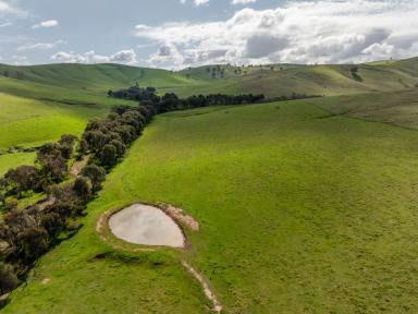 Farm Auction - NSW - Gundagai - 2722 - Murrumbidgee Valley hill grazing at Gundagai  (Image 2)