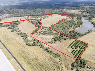 Farm For Sale - QLD - South Isis - 4660 - "ROSEHILL" ORCHARD WITH EXECUTIVE HOME  (Image 2)