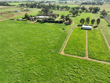 Farm Auction - NSW - Terramungamine - 2830 - Immaculate Rural Lifestyle Property  (Image 2)