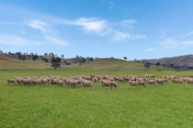 Farm For Sale - NSW - Reids Flat - 2586 - 412ACRE* HIGH QUALITY GRAZING AND ALLUVIAL CREEK FRONTAGE COUNTRY!  (Image 2)