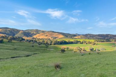 Farm For Sale - NSW - Reids Flat - 2586 - 412ACRE* HIGH QUALITY GRAZING AND ALLUVIAL CREEK FRONTAGE COUNTRY!  (Image 2)