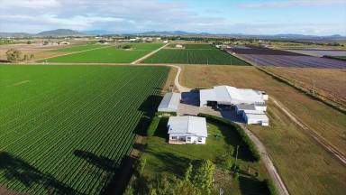 Farm For Sale - QLD - Bowen - 4805 - Dress Circle Delta Farms - Climate Capital of North Queensland  (Image 2)