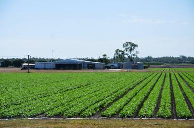 Farm For Sale - QLD - Bowen - 4805 - Dress Circle Delta Farms - Climate Capital of North Queensland  (Image 2)