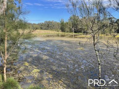 Farm For Sale - NSW - Yorklea - 2470 - 185+ Fertile Acres  (Image 2)