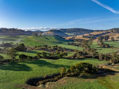 Farm Auction - NSW - Dorrigo - 2453 - High Rainfall, High Performance, High Profits  (Image 2)