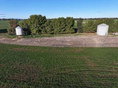 Farm For Sale - NSW - Quandialla - 2721 - Efficient Farming Country On The Bland  (Image 2)