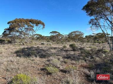 Farm For Sale - SA - Bower - 5374 - SECTION 166 EMU WALK ( OFF THIELE HIGHWAY ) BOWER  (Image 2)