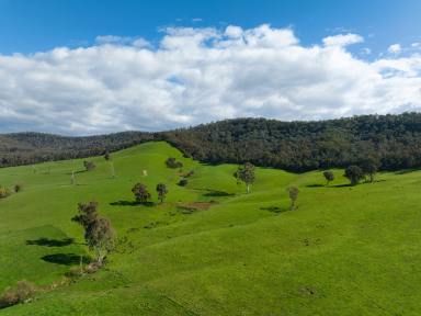 Farm For Sale - VIC - Taggerty - 3714 - "Arcoona" Private Grazing  (Image 2)