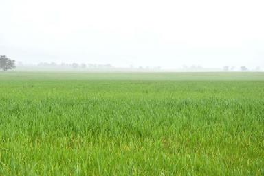 Farm For Sale - VIC - Stanhope South - 3623 - Great Farming Possibilities  (Image 2)