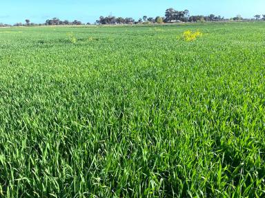 Farm For Sale - VIC - Kyabram South - 3620 - Ideal Cropping Country  (Image 2)