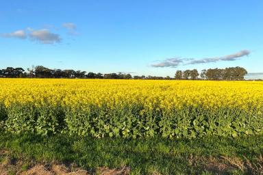 Farm For Sale - VIC - Kyabram South - 3620 - Ideal Cropping Country  (Image 2)