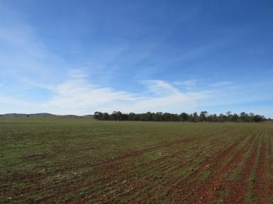 Farm For Sale - SA - Eurelia - 5431 - Flinders Rangers Grazing Extension Opportunity  (Image 2)