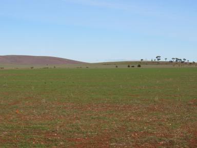 Farm For Sale - SA - Coomooroo - 5431 - Prime Grazing Extension Opportunity  (Image 2)