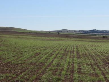 Farm For Sale - SA - Coomooroo - 5431 - Prime Grazing Extension Opportunity  (Image 2)