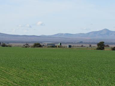 Farm For Sale - SA - Walloway - 5431 - Prime Southern Flinders Grazing & Cropping Soil  (Image 2)