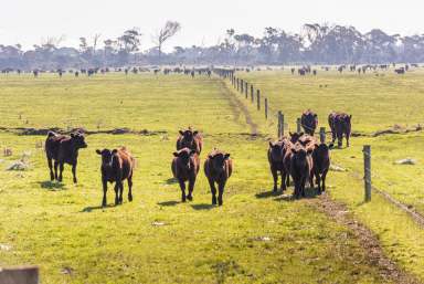 Farm For Sale - TAS - Memana - 7255 - Flinders Island Farms  (Image 2)