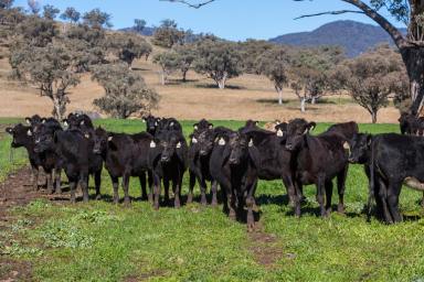 Farm For Sale - NSW - Willow Tree - 2339 - LANDMARK HOLDING: Premier Grazing Asset with Commercial Scale  (Image 2)