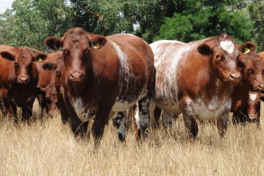 Farm For Sale - SA - Penola - 5277 - Premier Blue-Ribbon Grazing  (Image 2)