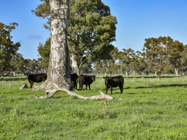 Farm For Sale - SA - Penola - 5277 - Premier Blue-Ribbon Grazing  (Image 2)